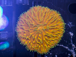 Fungia