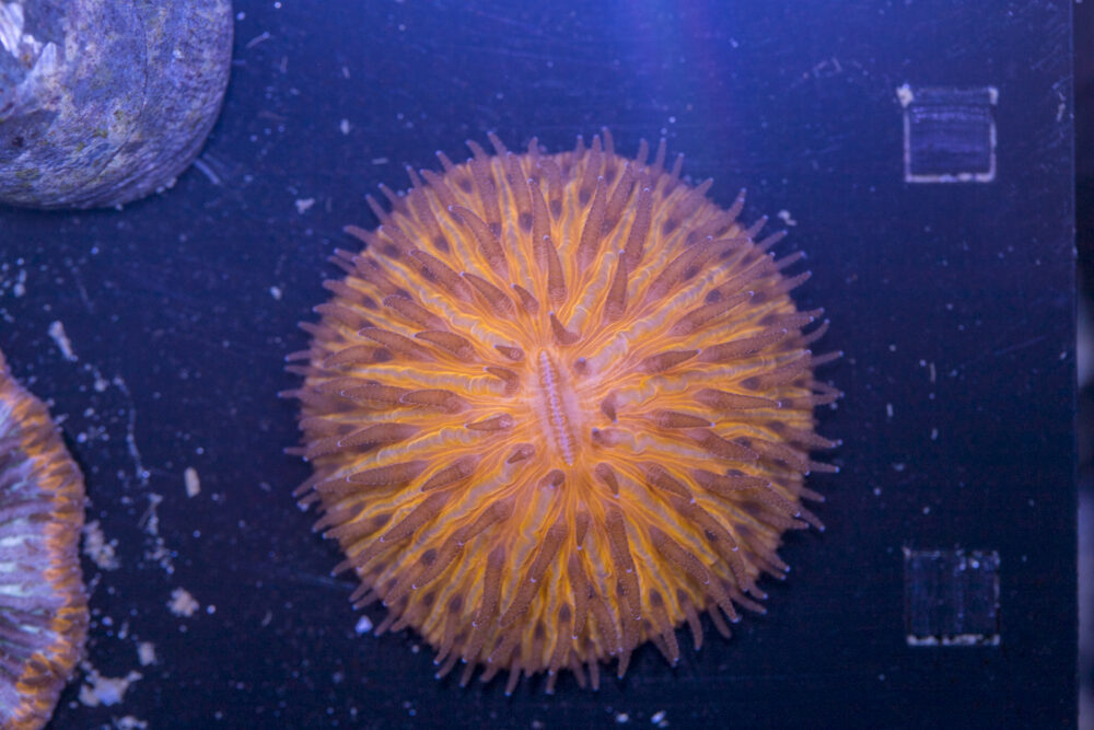 Fungia