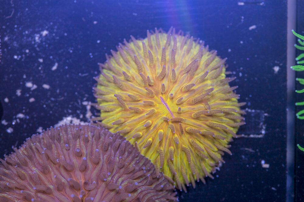 Fungia