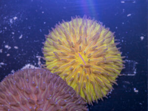 Fungia