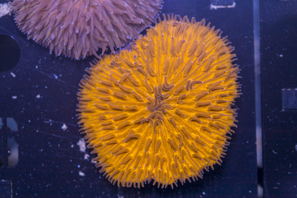 Fungia