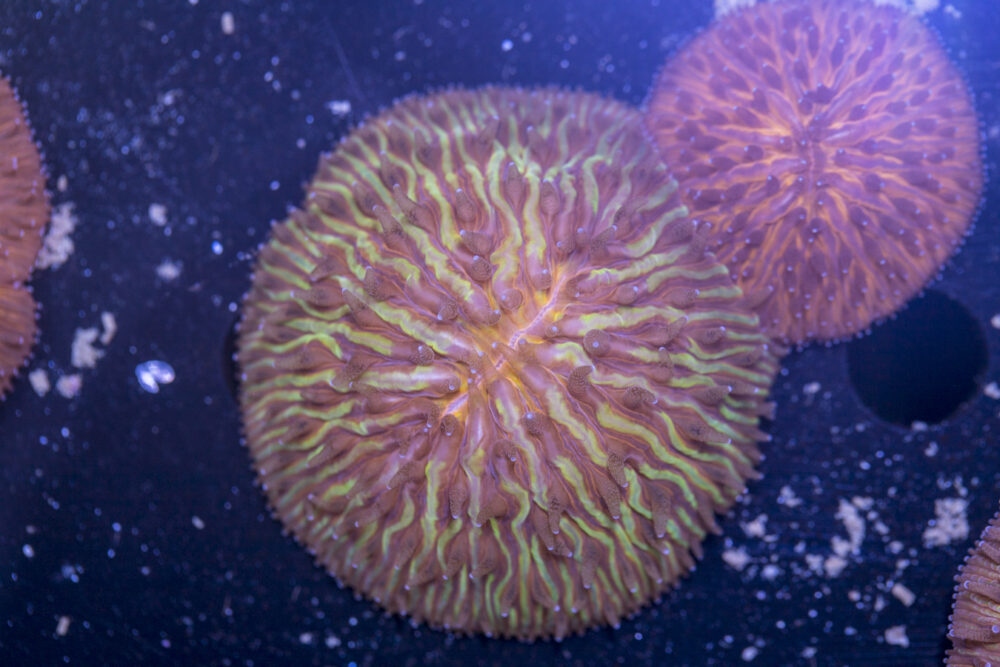 Fungia
