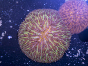 Fungia