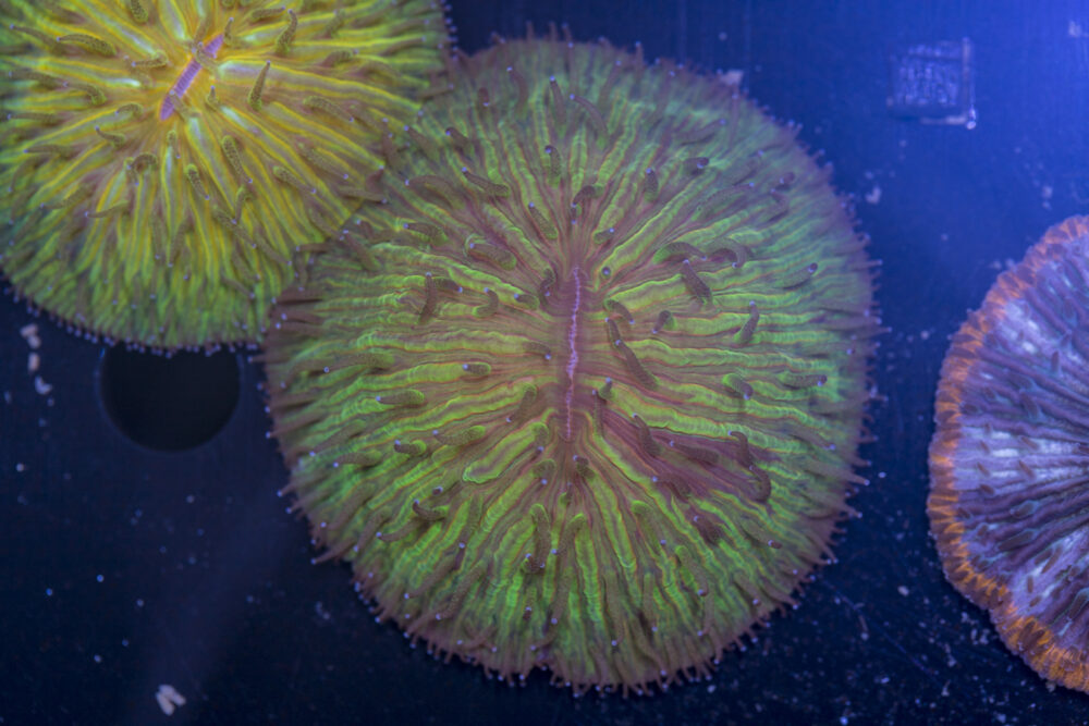 Fungia