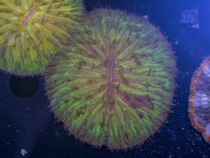 Fungia