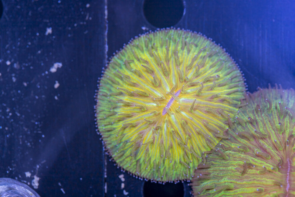 Fungia