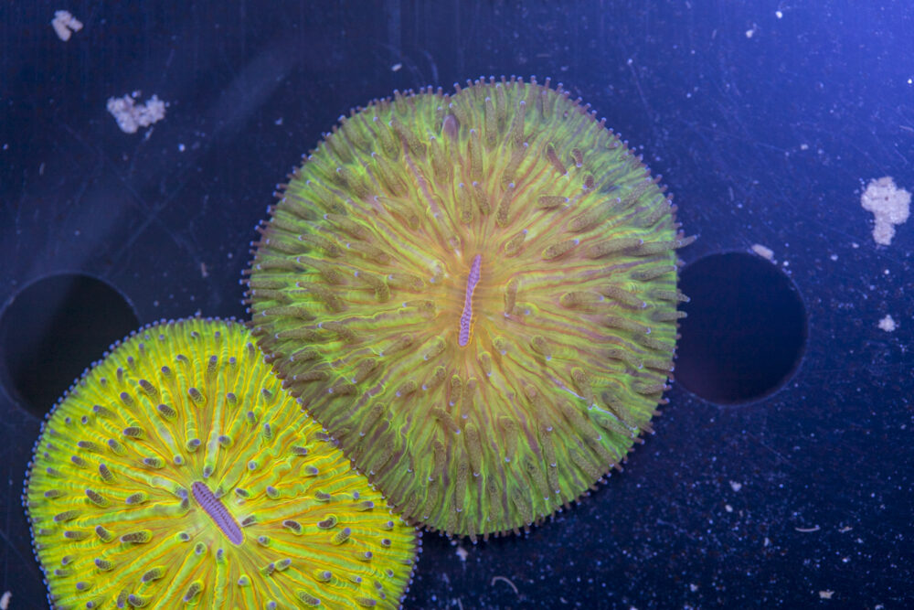 Fungia