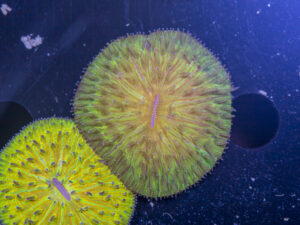 Fungia