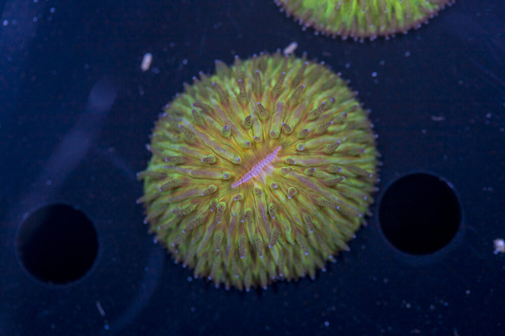 Fungia