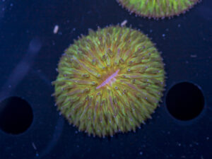 Fungia