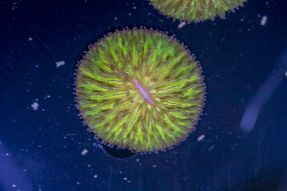 Fungia