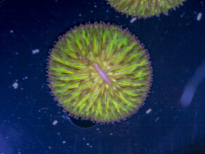 Fungia