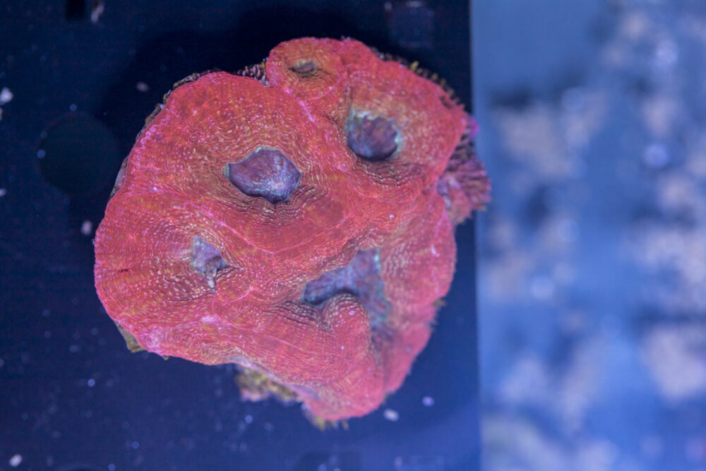 Acan - Bowerbanki