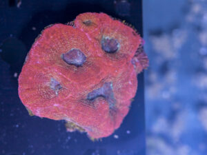Acan - Bowerbanki