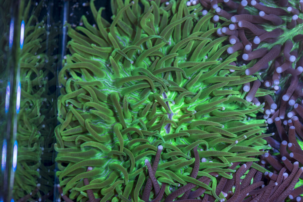 Heliofungia