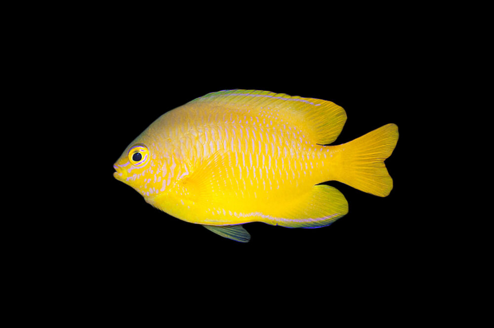 Lemon Damselfish