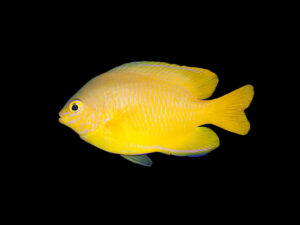 Lemon Damselfish