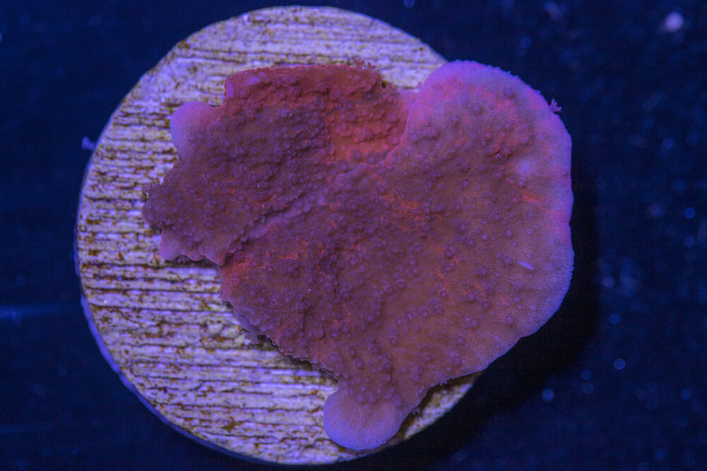 Montipora - Grafted