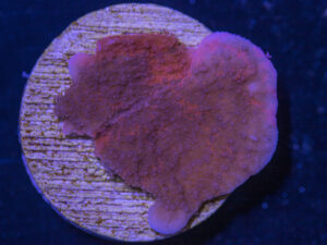 Montipora - Grafted
