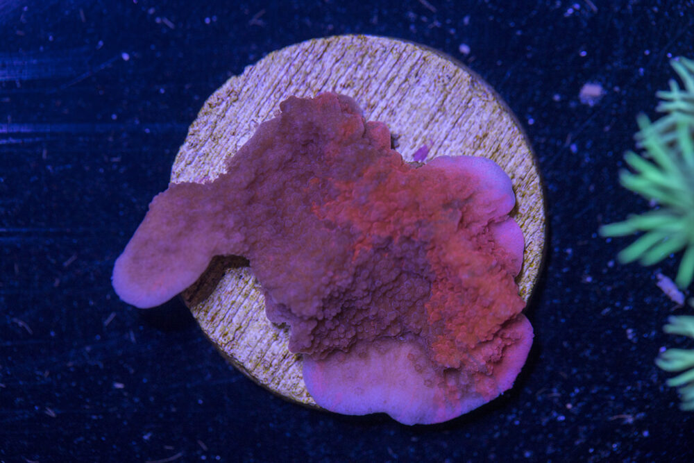 Montipora - Grafted