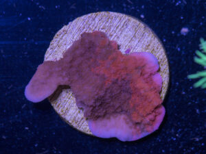 Montipora - Grafted