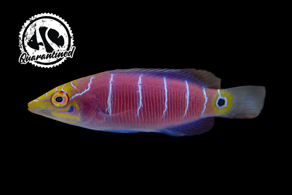 Mystery Wrasse - Quarantined