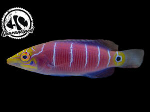 Mystery Wrasse Quarantined