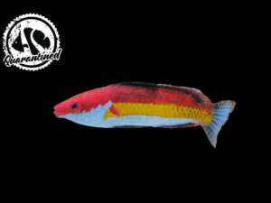 Naoko Wrasse Quarantined