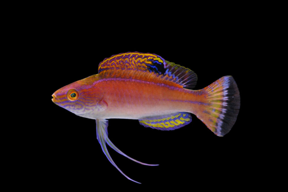 Blue Margin Fairy Wrasse