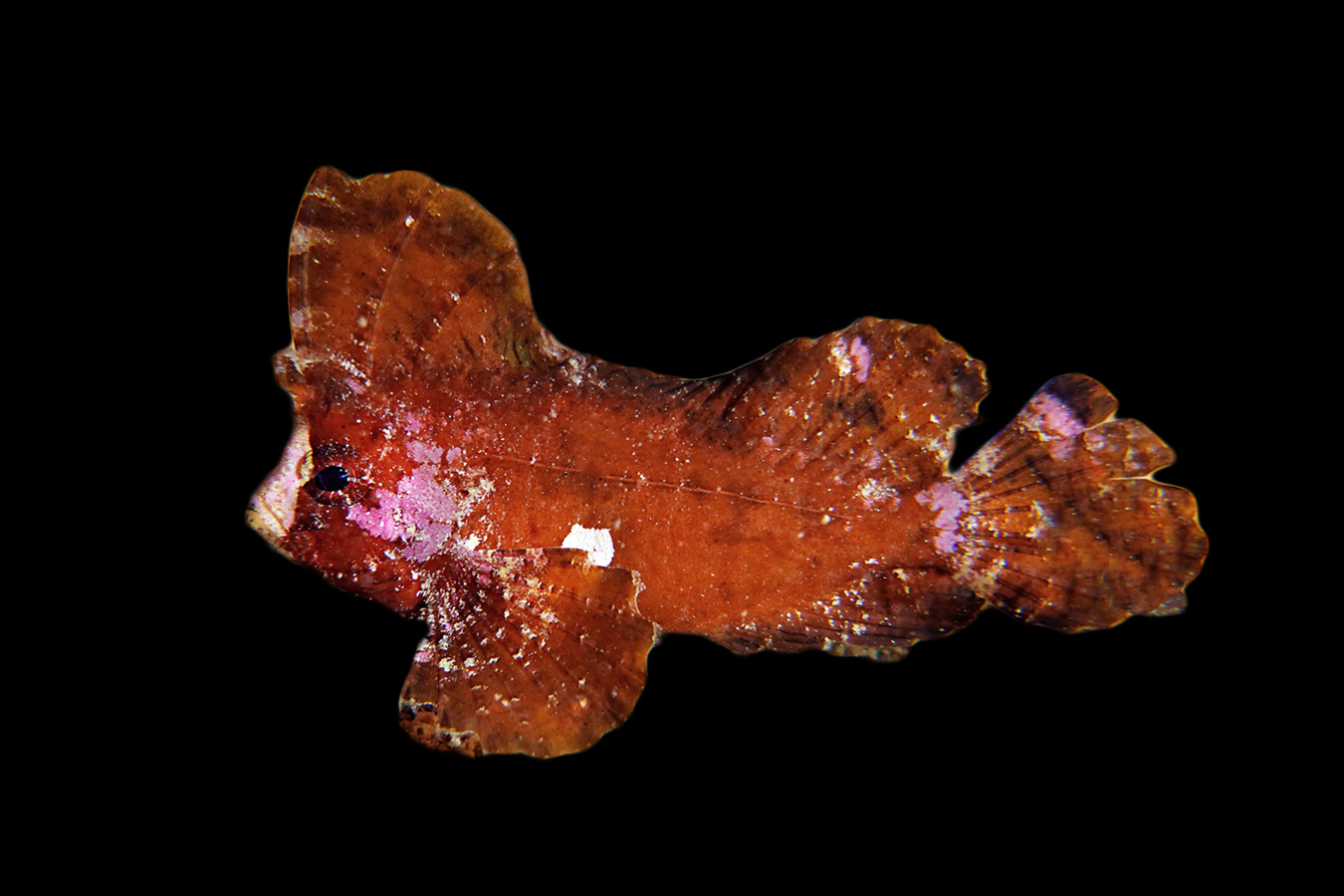 Cockatoo Waspfish 1 Cockatoo Waspfish