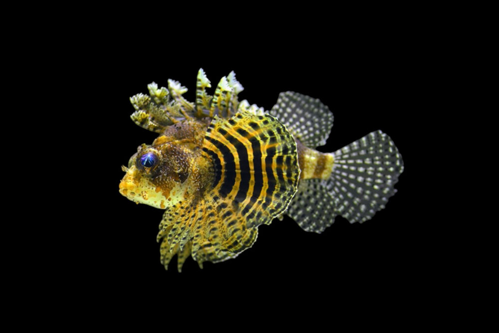 Shortfin Lionfish - Yellow