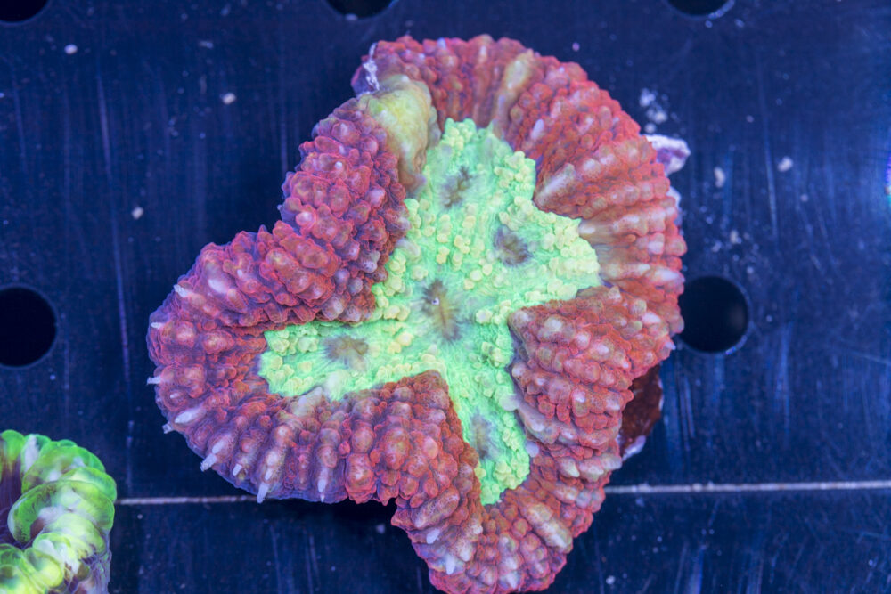 Symphyllia