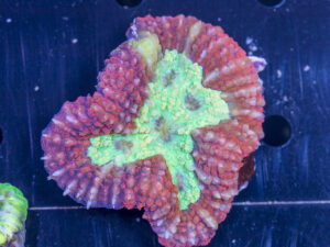 Symphyllia
