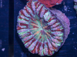 Scolymia - WA Button
