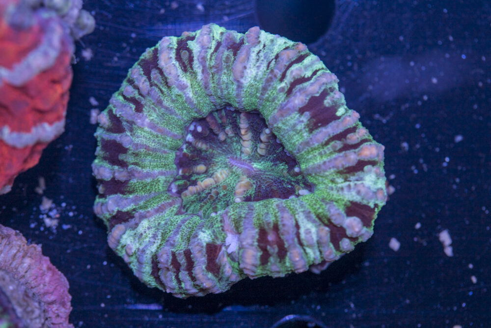 Scolymia - WA Button