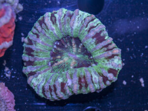 Scolymia - WA Button