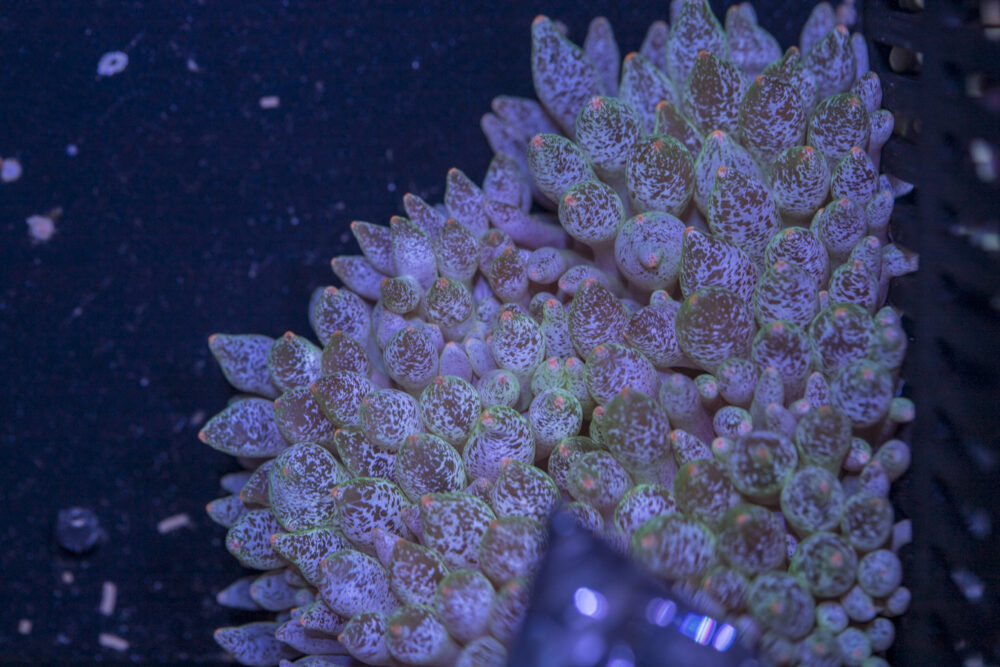 Bubble Tip Anemone - Frosted