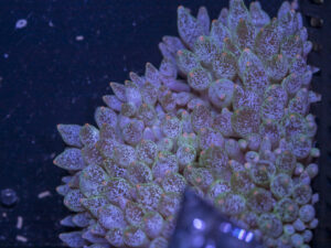 Bubble Tip Anemone - Frosted