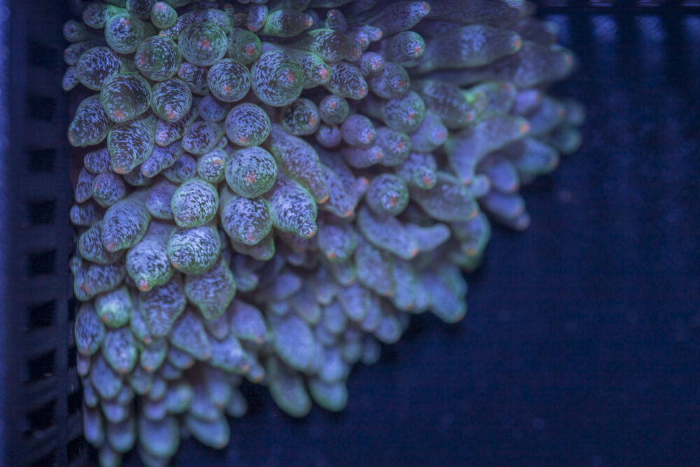 Bubble Tip Anemone - Frosted