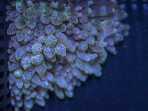 Bubble Tip Anemone - Frosted