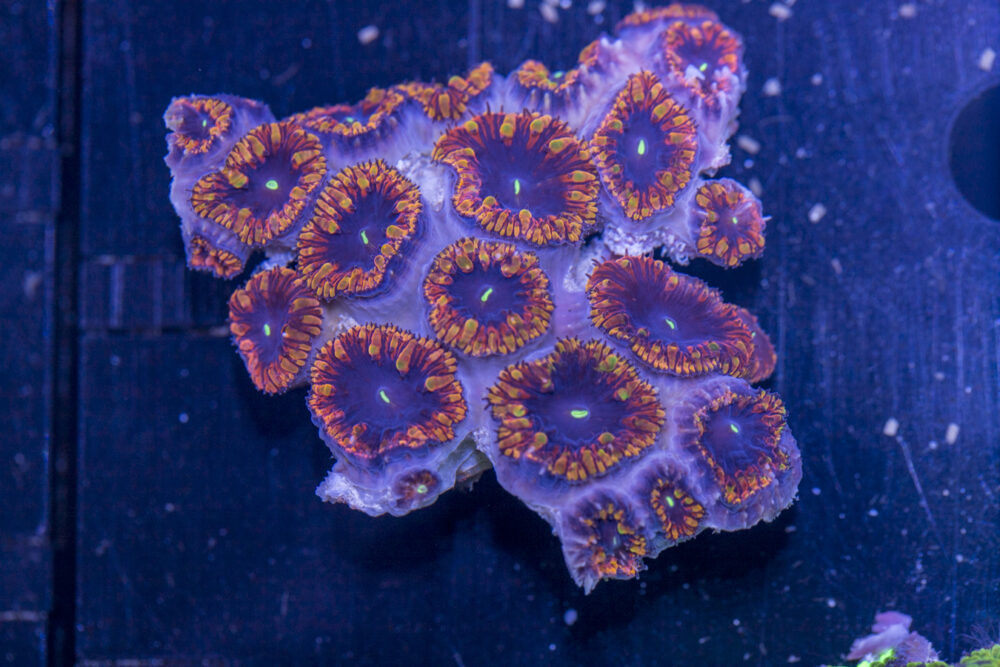 Blastomussa