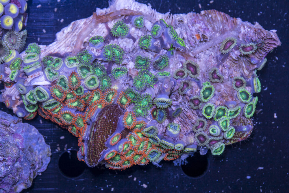 Zoanthids