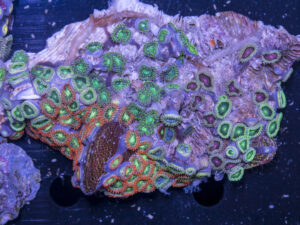 Zoanthids