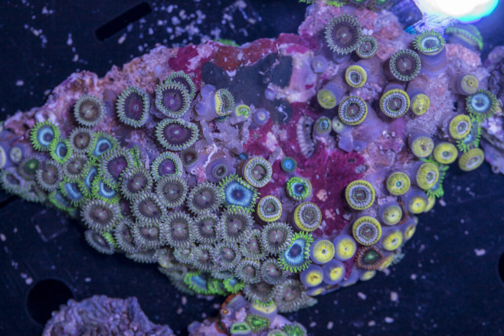Zoanthids