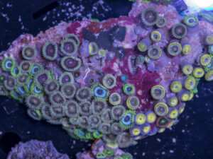 Zoanthids