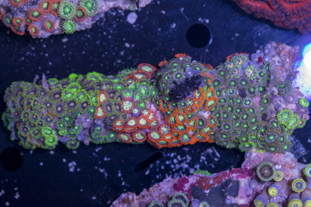 Zoanthids