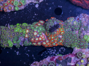 Zoanthids