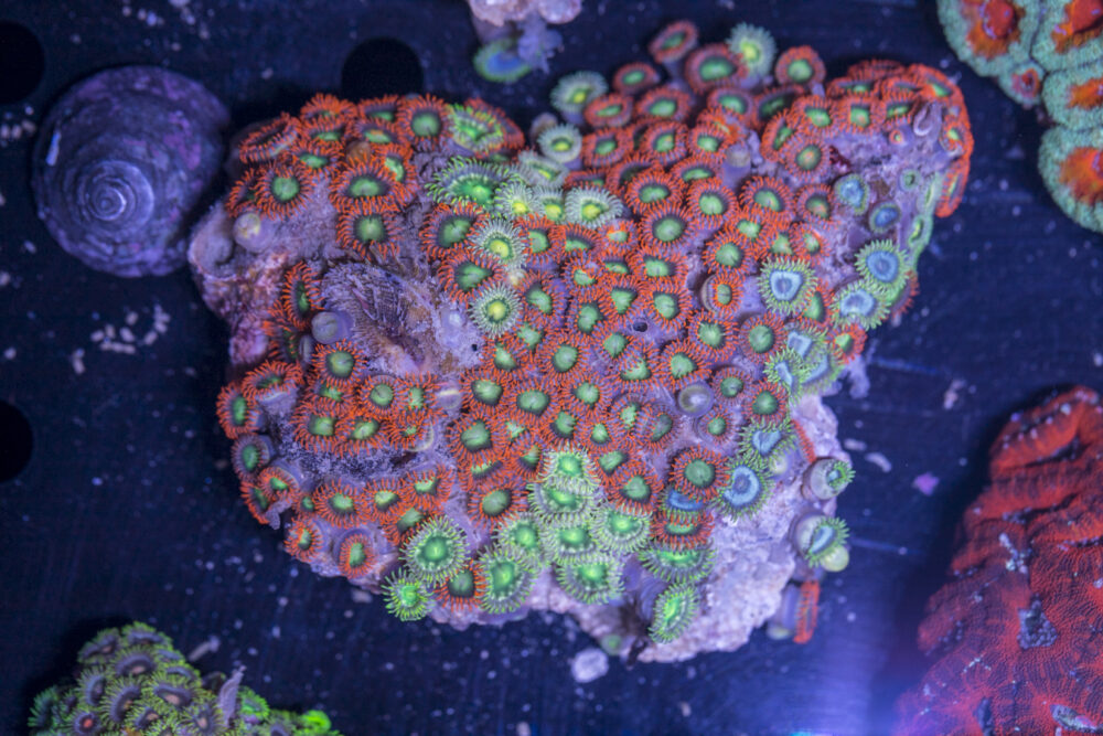 Zoanthids