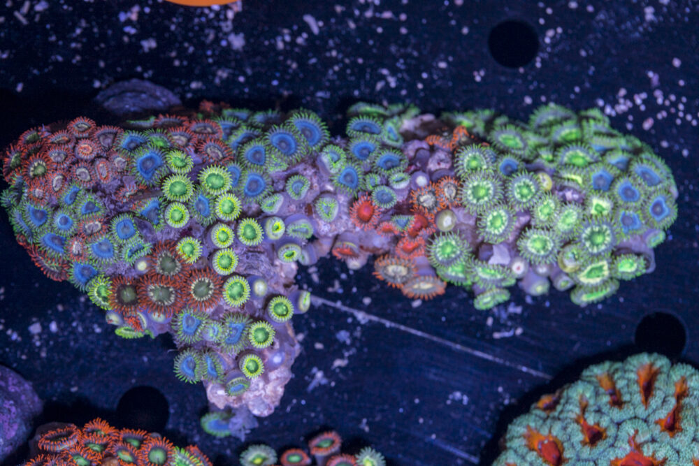 Zoanthids