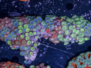 Zoanthids
